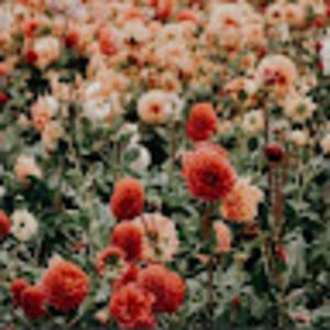 Meet your Posher, Anne